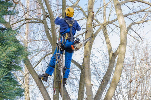 Best Tree Preservation Services  in Lorenzo, TX